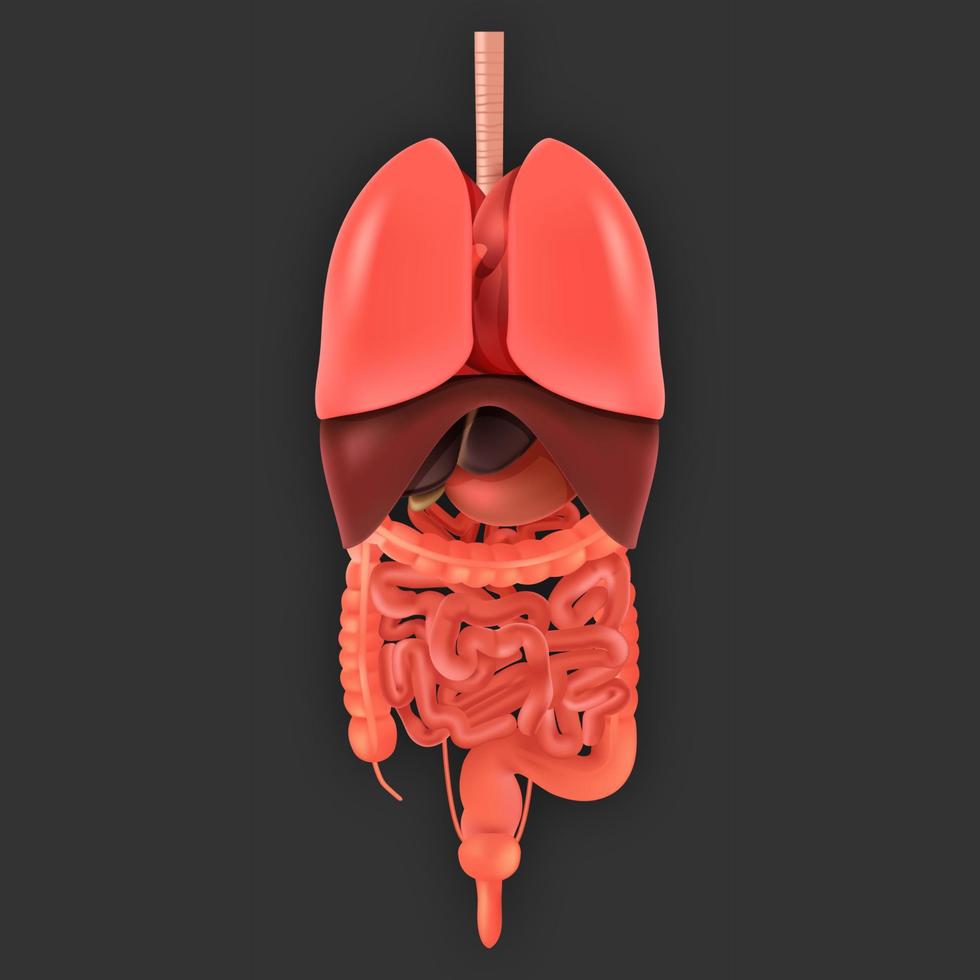 menselijk lichaam en organen systemen. vector infographic anatomie systeem, menselijk lichaam met nier en long, hersenen en maag illustratie