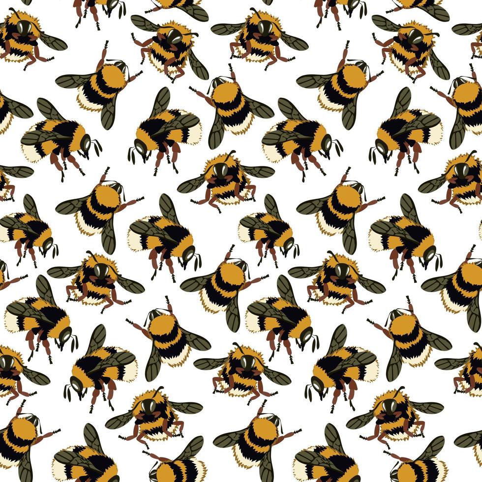 een patroon met een beeld van een honing bij. pluizig bijen, hommels in verschillend poses vlieg Aan een wit achtergrond. natuurlijk achtergrond met bijen. groot en klein insecten. het drukken Aan textiel en papier vector