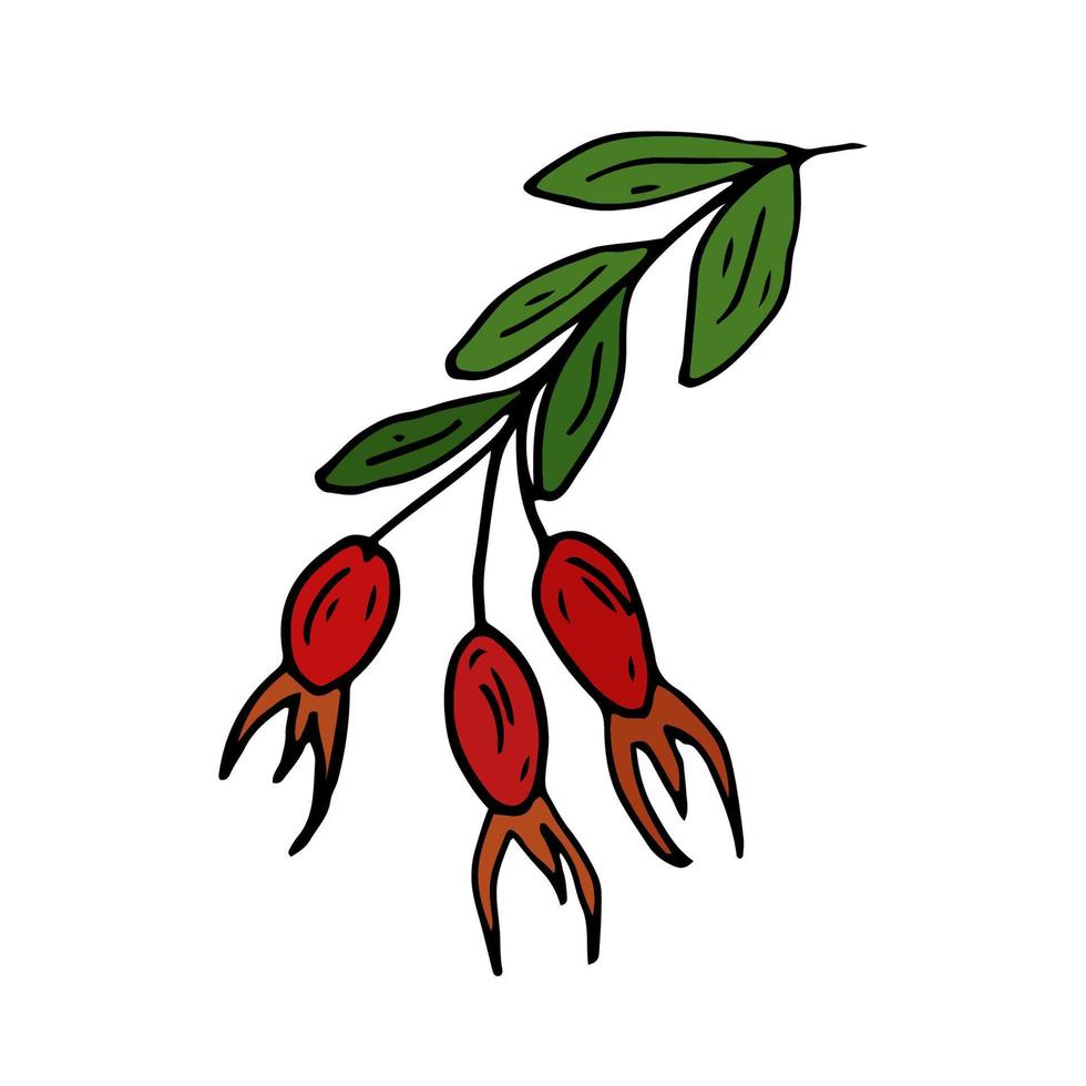 roos heup geïsoleerd tekening vector illustratie. concept van zomer, fruit, bessen en gezond voedsel.
