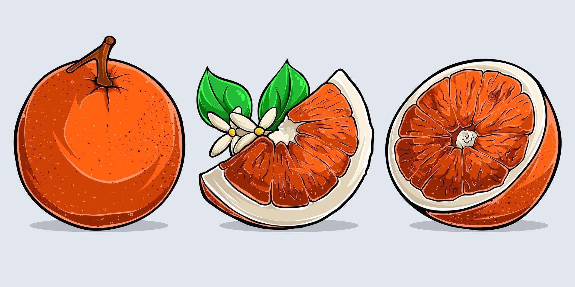 set van aquarel zoete sinaasappelen, geheel en gesneden oranje fruit vector