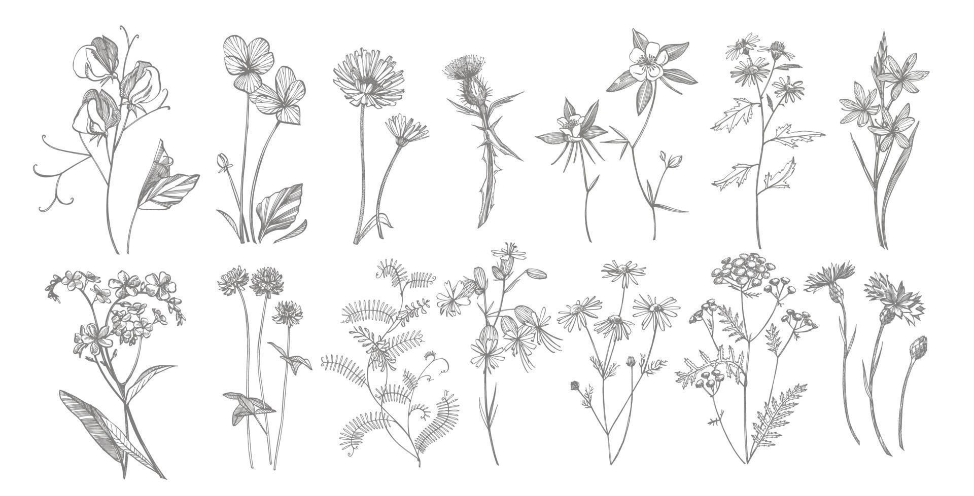 verzameling van hand- getrokken bloemen en kruiden. botanisch fabriek illustratie. wijnoogst geneeskrachtig kruiden schetsen reeks van inkt hand- getrokken medisch kruiden en planten schetsen vector