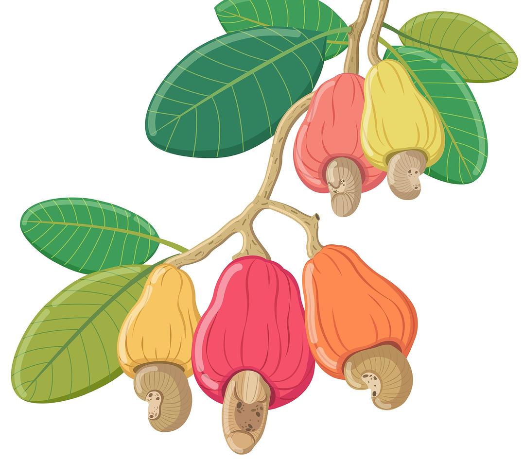 vector cashew op witte achtergrond, geïsoleerde noten illustratie.