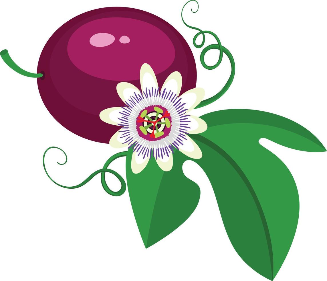 liefde passie fruit met bloem en groen blad vector