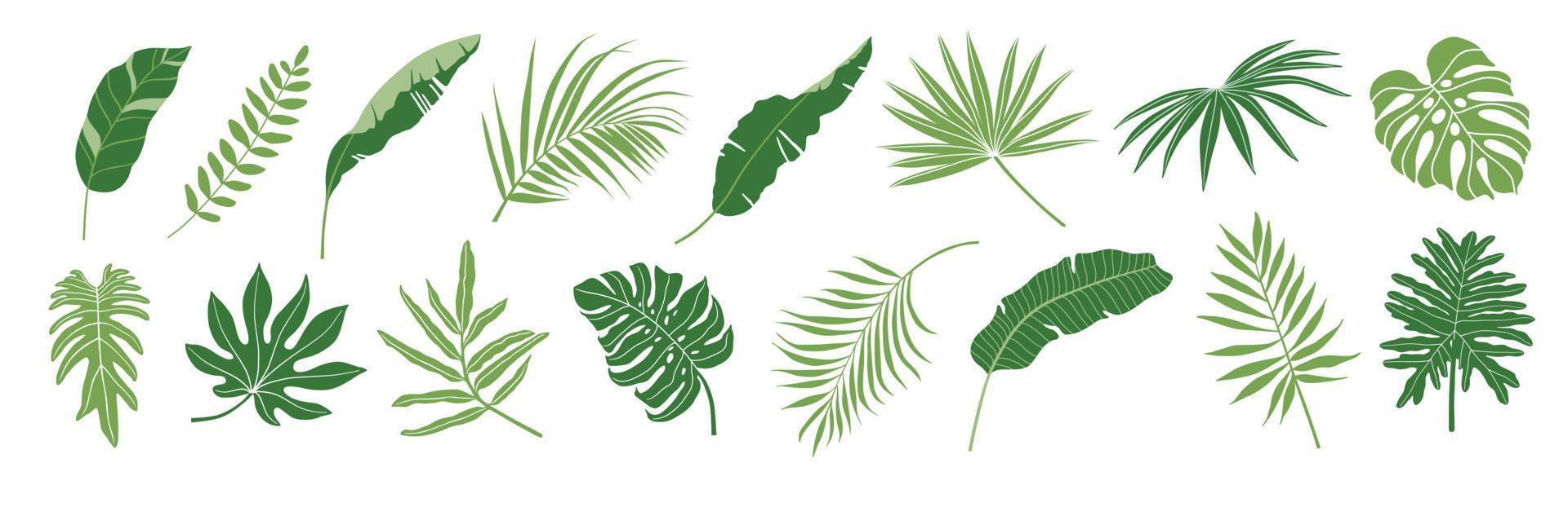 tropisch bladeren vector set. palm blad, banaan bladeren, kokosnoot blad, monster, varen en oerwoud bladeren