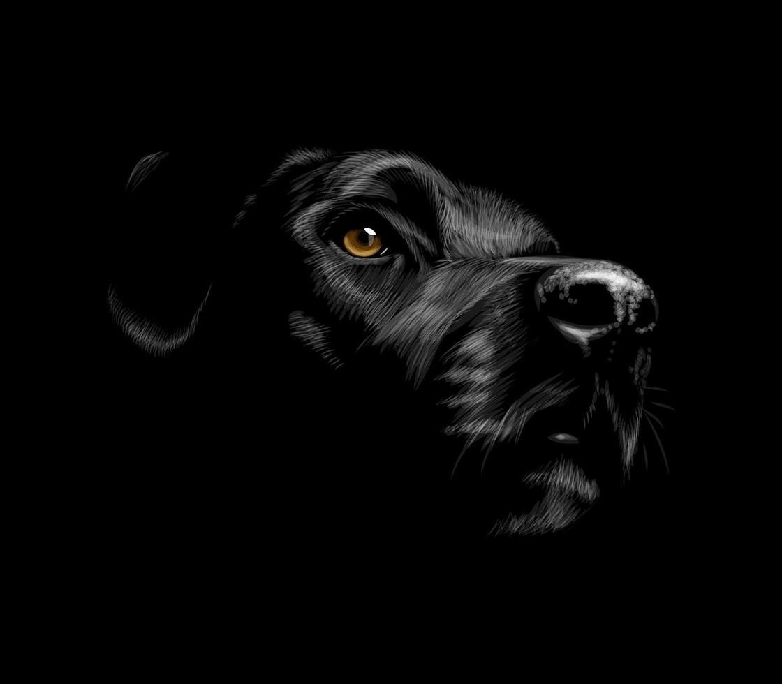 hoofd van een portret van de labrador retriever-hond op een zwarte achtergrond. vector illustratie