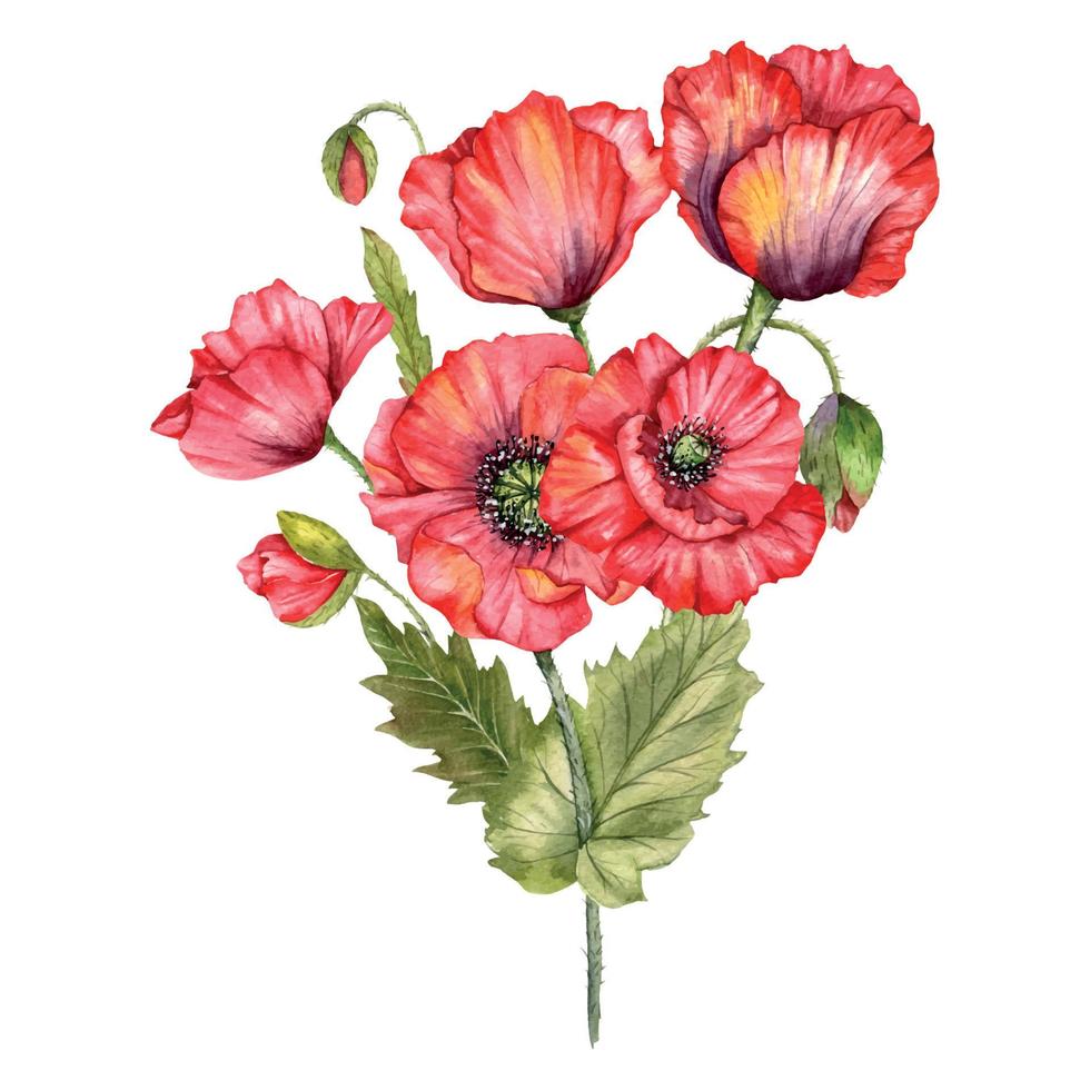 rood papaver bloemen waterverf illustratie, hand- geschilderd wilde bloemen boeket. perfect voor bruiloft uitnodigingen, bruids douche en bloemen groet kaarten vector