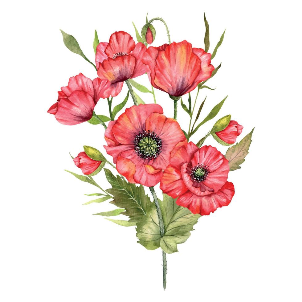 rood papaver bloemen waterverf illustratie, hand- geschilderd wilde bloemen boeket. perfect voor bruiloft uitnodigingen, bruids douche en bloemen groet kaarten vector