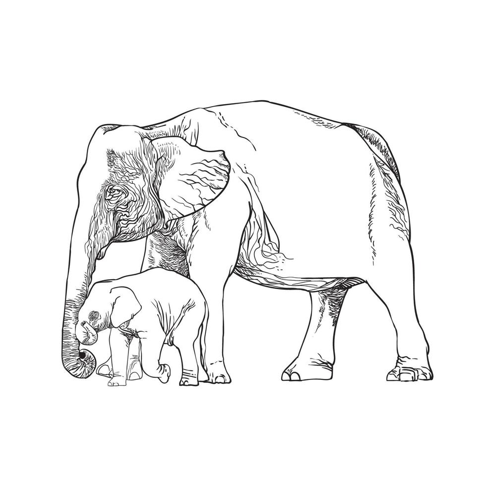 lijn tekening van olifant en olifant kalf vector