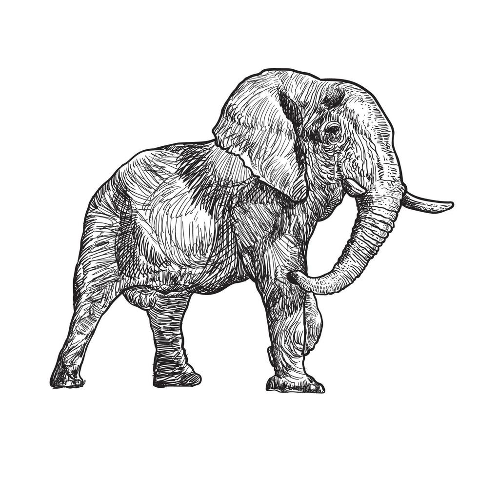 lijn tekening van een mannetje olifant vector