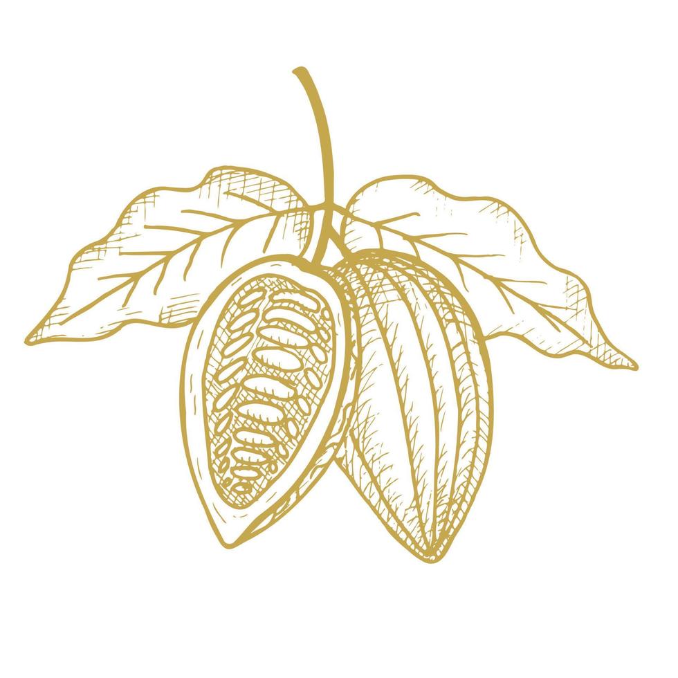 cacao. hand- getrokken schetsen cacao bonen, bladeren schetsen en cacao boom. biologisch Product. fabriek onderdelen. voor label, logo, embleem, symbool.vector vector