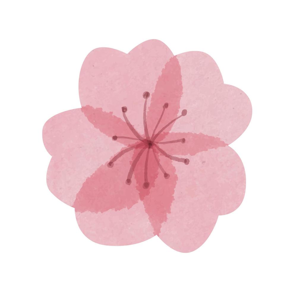 hand- getrokken mooi waterverf sakura bloem met transparant bloemblaadjes vector