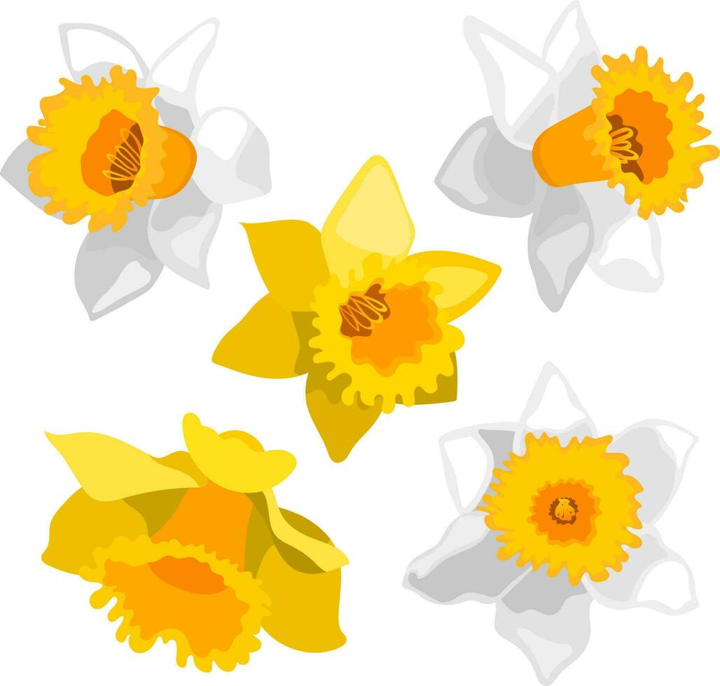 reeks van vlak stijl gele narcis bloem hoofden voor ontwerp sjabloon geïsoleerd Aan wit achtergrond vector