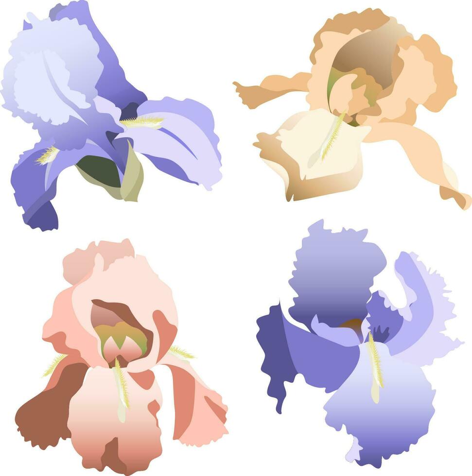 reeks van vlak stijl iris bloem hoofden voor ontwerp sjabloon geïsoleerd Aan wit achtergrond vector