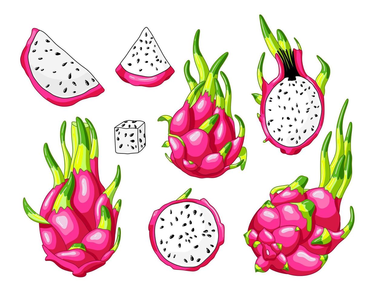 reeks van roze draak fruit elementen. geheel fruit, voor de helft en stukken van pitaja. vector illustratie, tekenfilm realistisch stijl. exotisch sappig pitahaya. tropisch Aziatisch voedsel