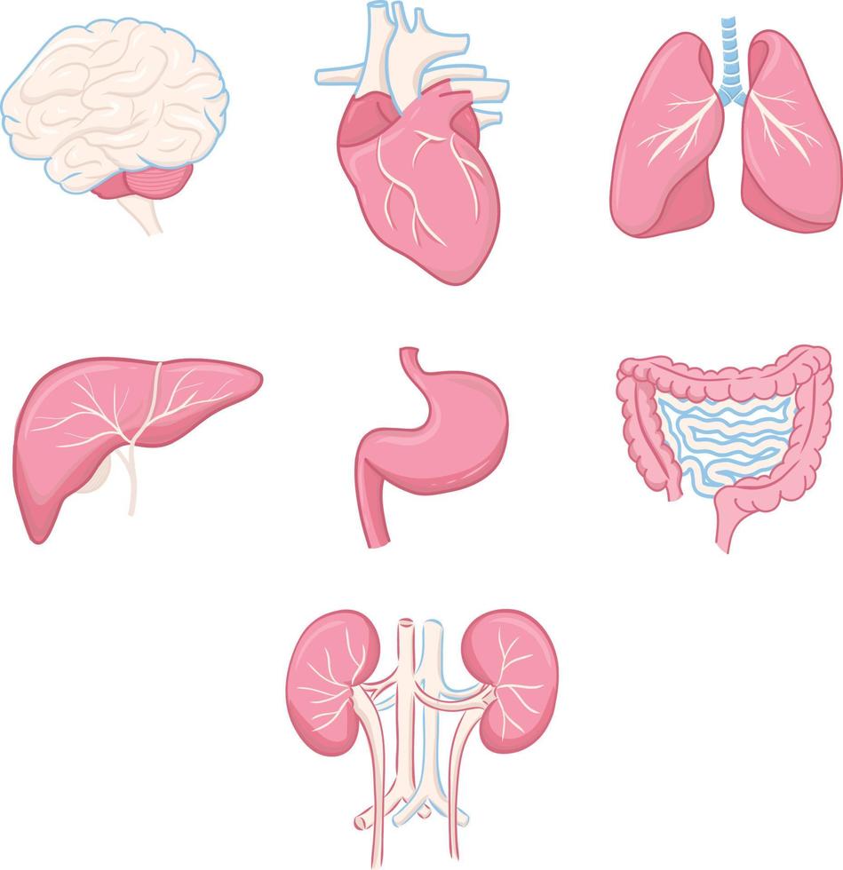 menselijk orgaan reeks vector illustratie