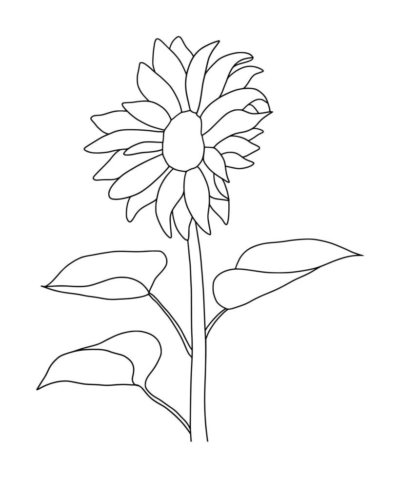 schets zonnebloem geïsoleerd Aan wit achtergrond. vector illustratie.