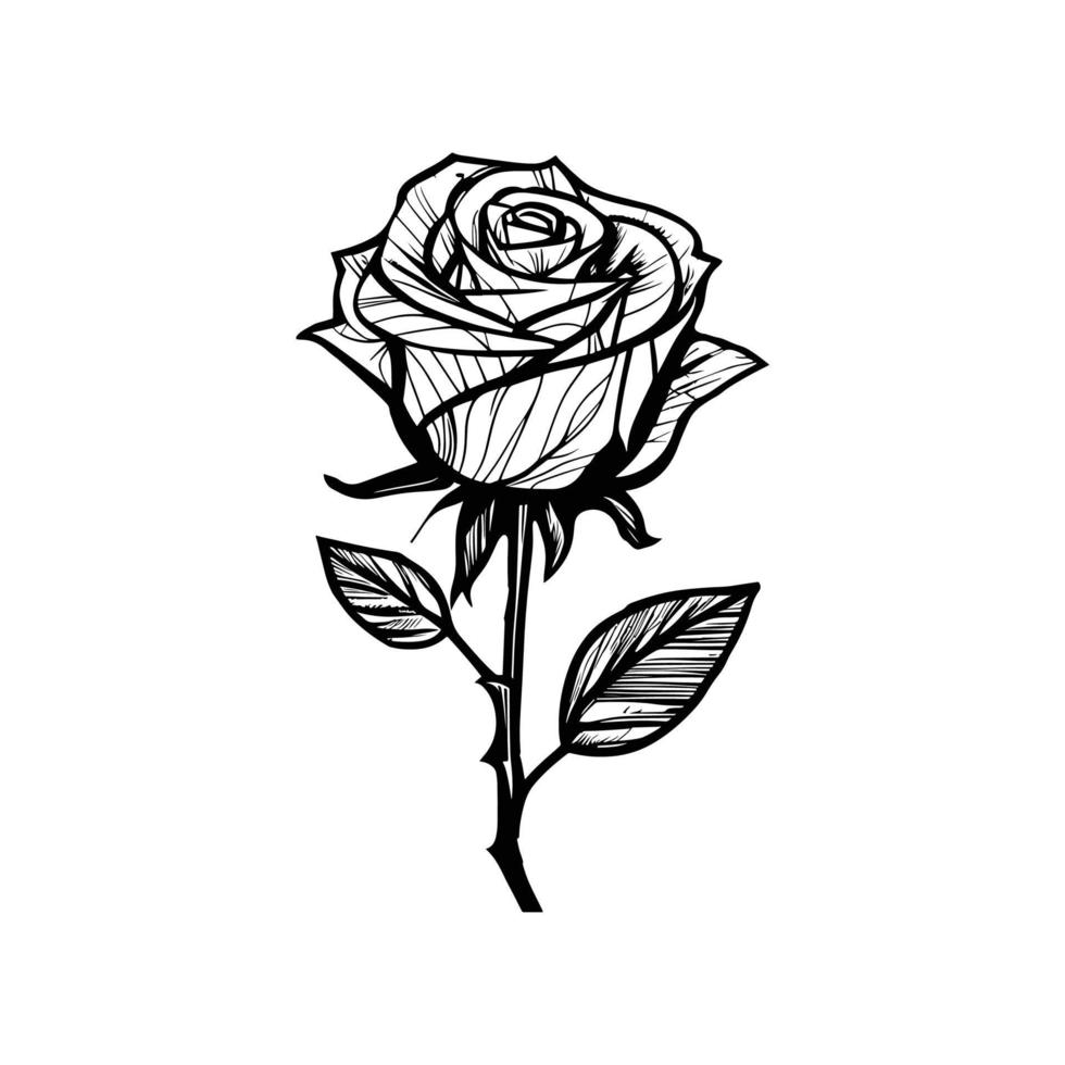 hand- getrokken rozen. schetsen roos bloemen met bladeren. zwart en wit wijnoogst etsen vector botanisch