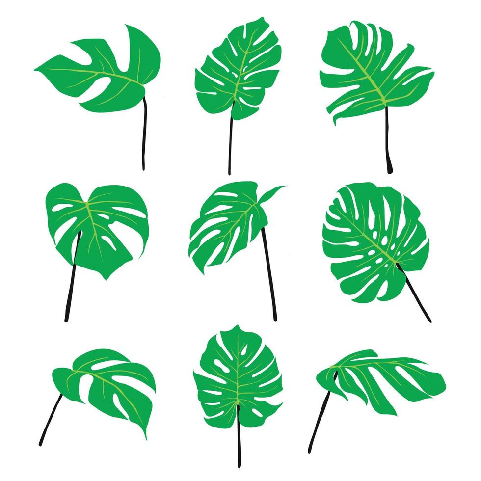 tropisch monstera fabriek bladeren illustratie vector