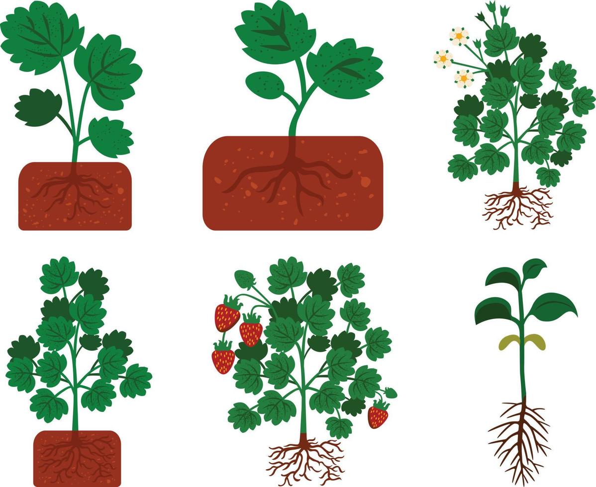 groen boom planten set. geïsoleerd Aan wit achtergrond. vector illustratie.