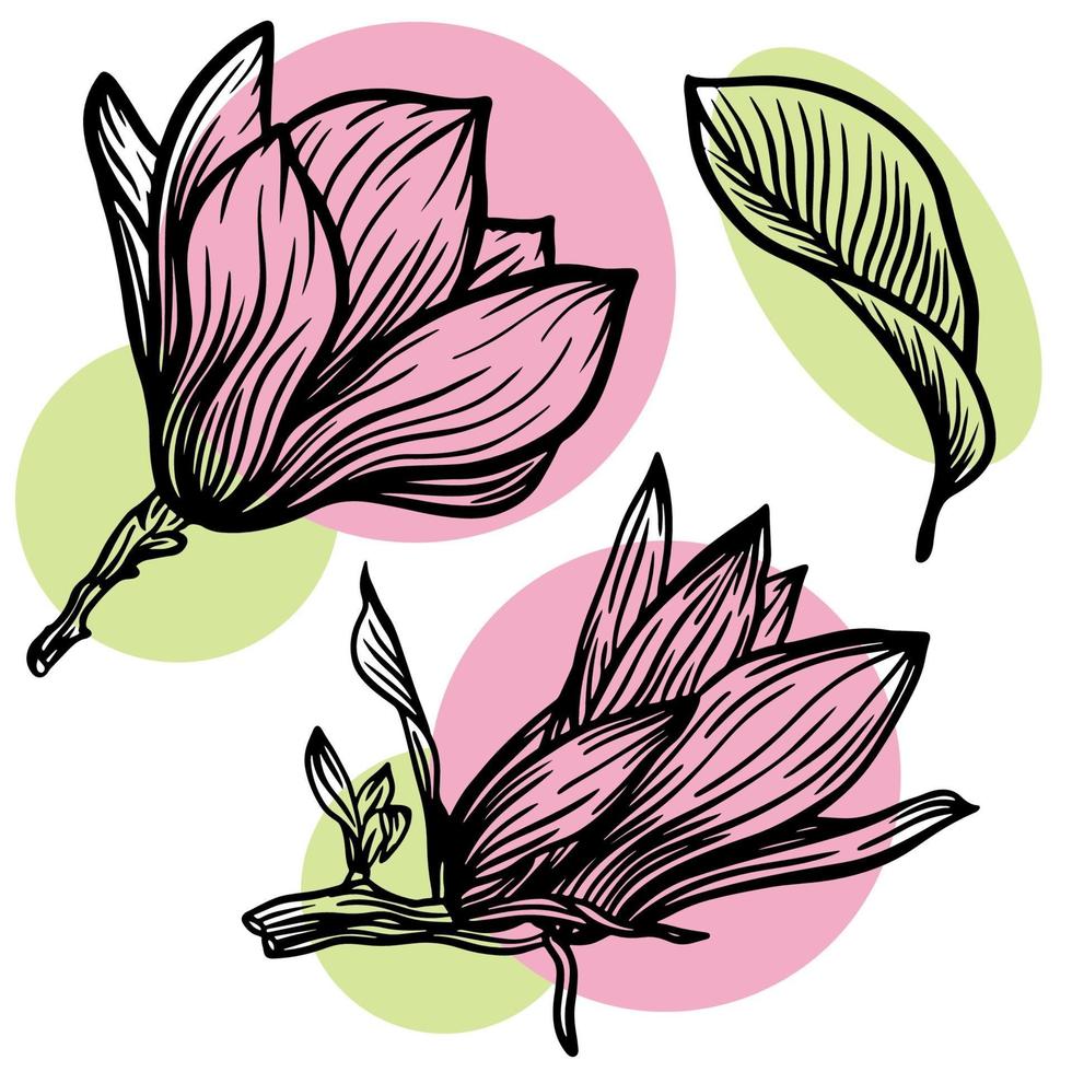 set overzicht magnolia bloem en blad tekenen met lijntekeningen op een witte achtergrond met roze en groene vlekken. vector illustratie