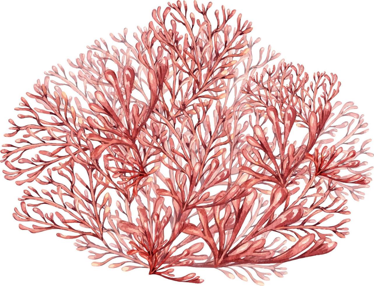 zee planten, koraal waterverf illustratie geïsoleerd Aan wit achtergrond. roze agar agar zeewier, phyllophora hand- getrokken. ontwerp element voor pakket, label, reclame, inpakken, marinier verzameling vector