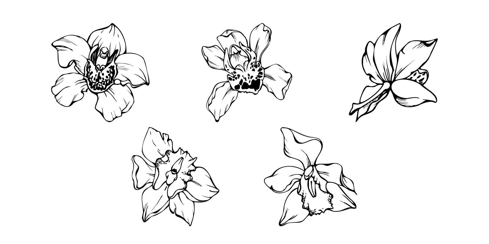 hand- getrokken vector inkt orchidee bloemen en takken, monochroom, gedetailleerd schets. single bloemen, bladeren, stengels. geïsoleerd Aan wit achtergrond. ontwerp voor muur kunst, bruiloft, afdrukken, tatoeëren, omslag, kaart.