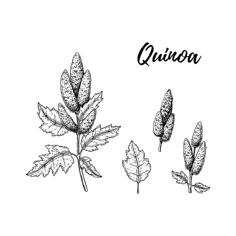 set hand getrokken quinoa ontwerpelementen geïsoleerd op een witte achtergrond. vectorillustratie in schetsstijl vector
