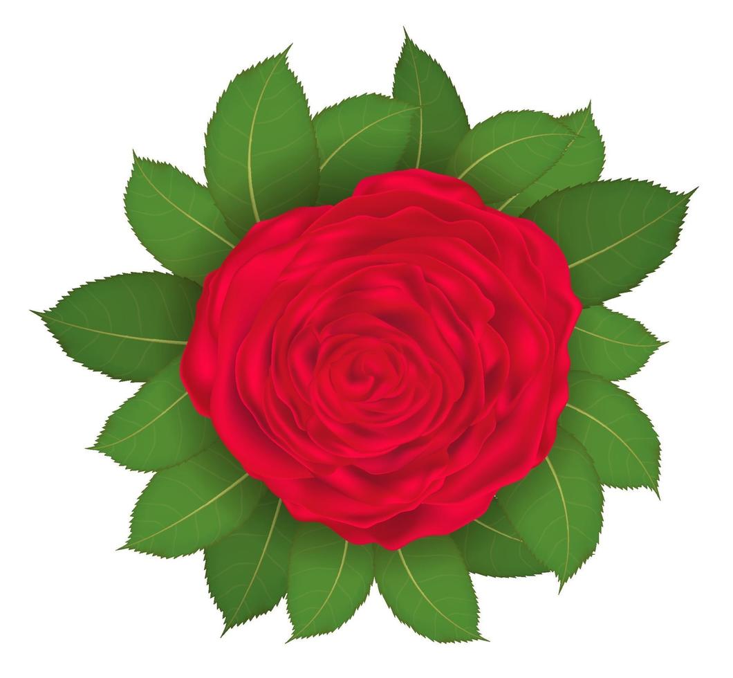 rode roos en blad op witte achtergrond vector