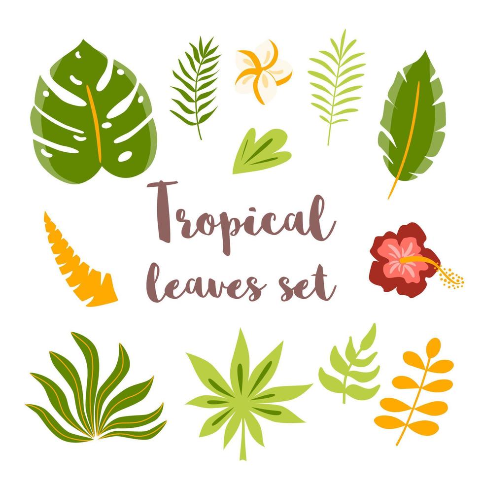 groen tropisch bladeren set. hand- getrokken bladeren in tekenfilm stijl. tropisch planten decoratief grafisch elementen, hibiscus. oerwoud natuurlijk verzameling klem kunst. vector illustratie.