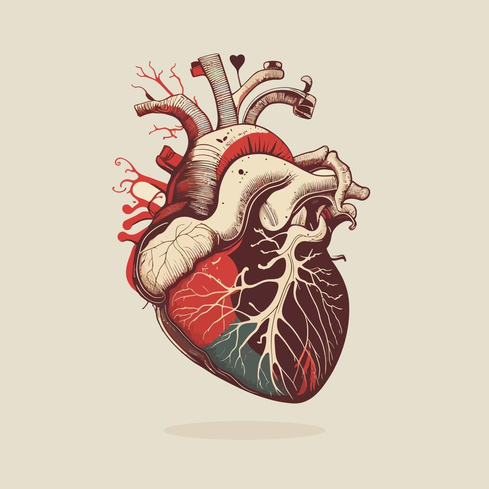 menselijk hart met aderen en slagaders. vector illustratie in wijnoogst stijl.