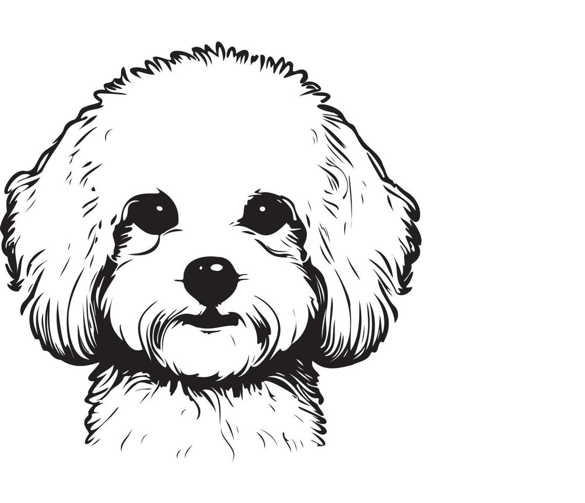 bichon frise gezicht, silhouet hond gezicht, zwart en wit bichon frise vector