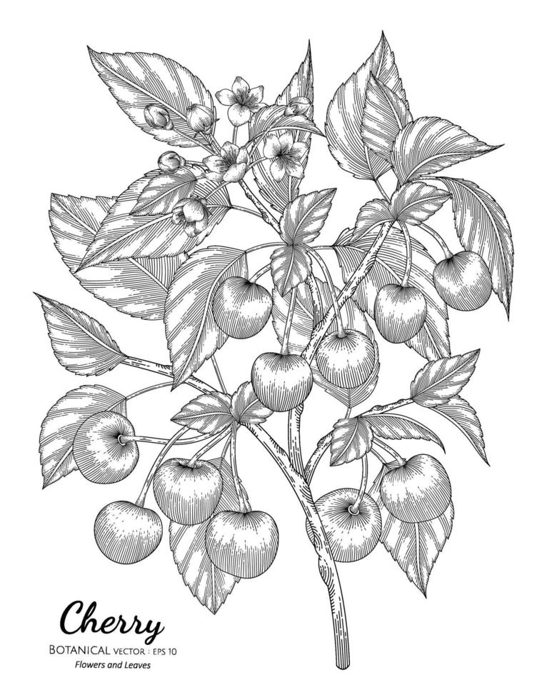 kersenfruit hand getekend botanische illustratie met lijntekeningen op een witte achtergrond. vector