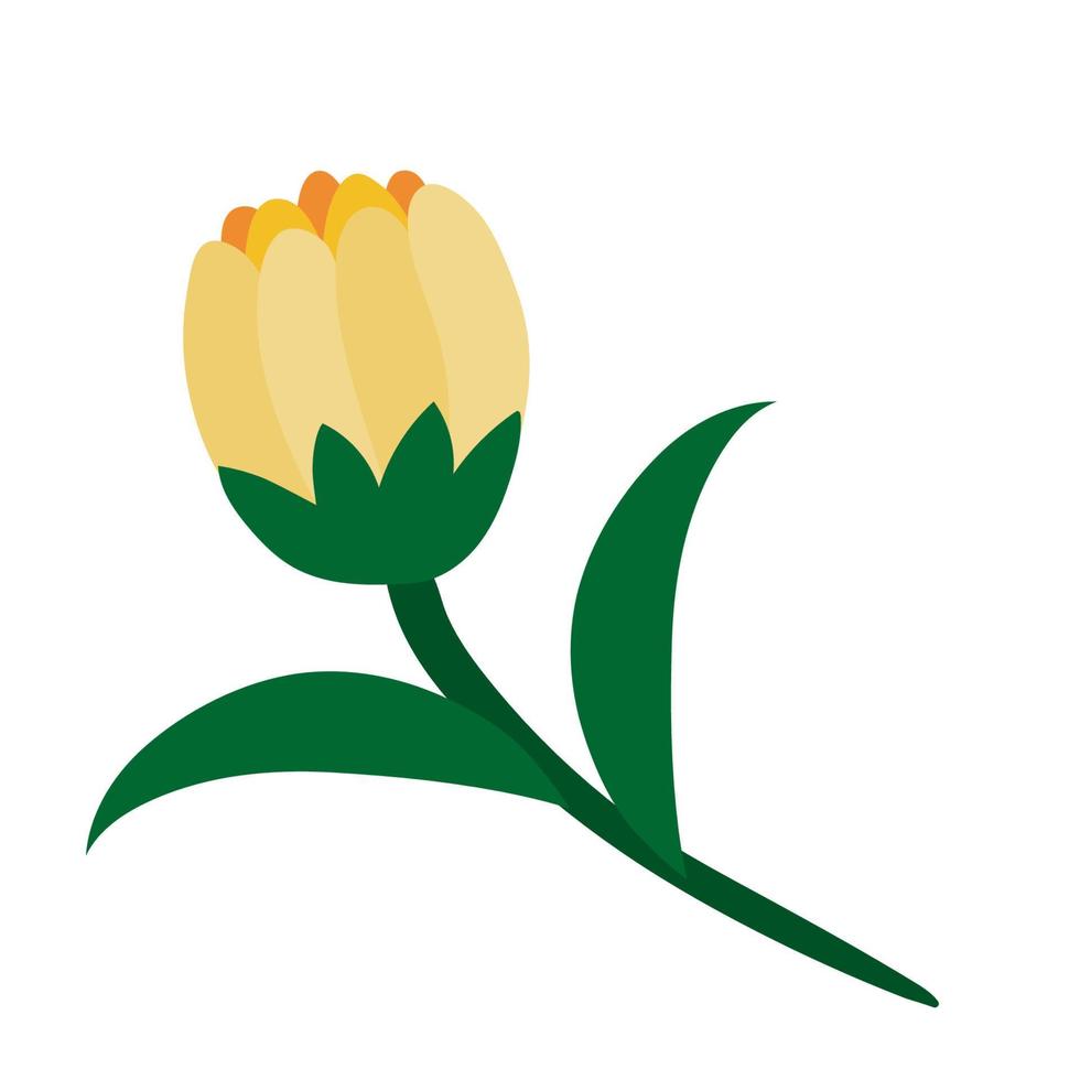 geel knop van madeliefje of kamille bloemen Aan wit. klem kunst. vector