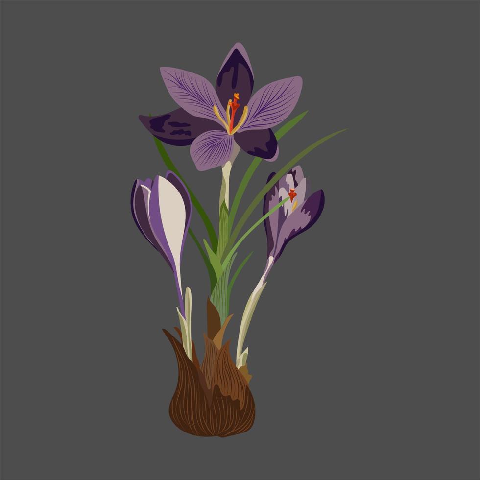 vector reeks van Purper krokus bloemen met bladeren geïsoleerd Aan room. de eerste voorjaar bloem tekenfilm, lief en mooi bloem. Purper saffraan bloemen