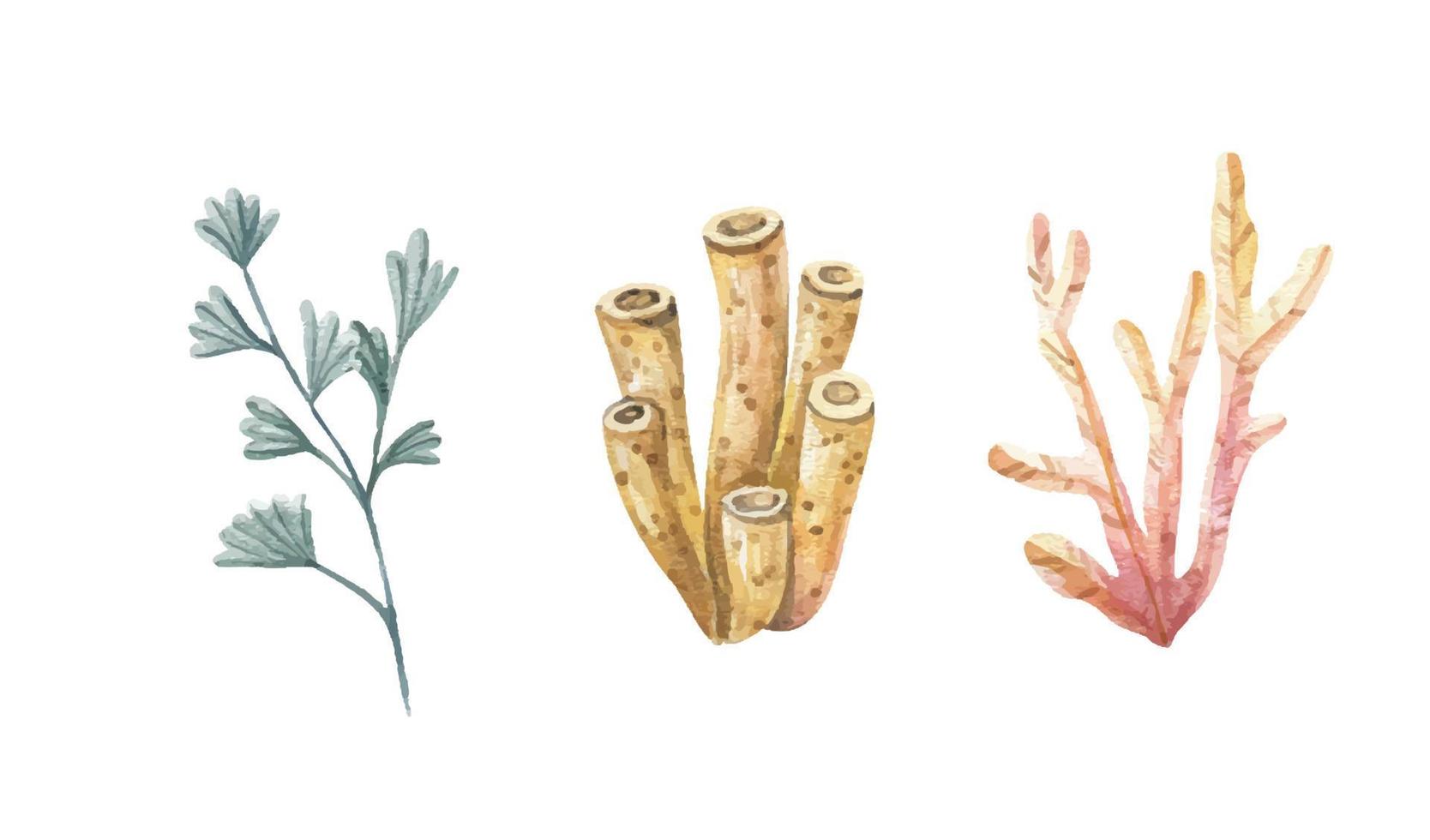 zeewier set. onderwater- planten. waterverf illustratie. oceaan. zee.zeewier algen, koraal rif ontwerp element. aquarium planten silhouetten vector