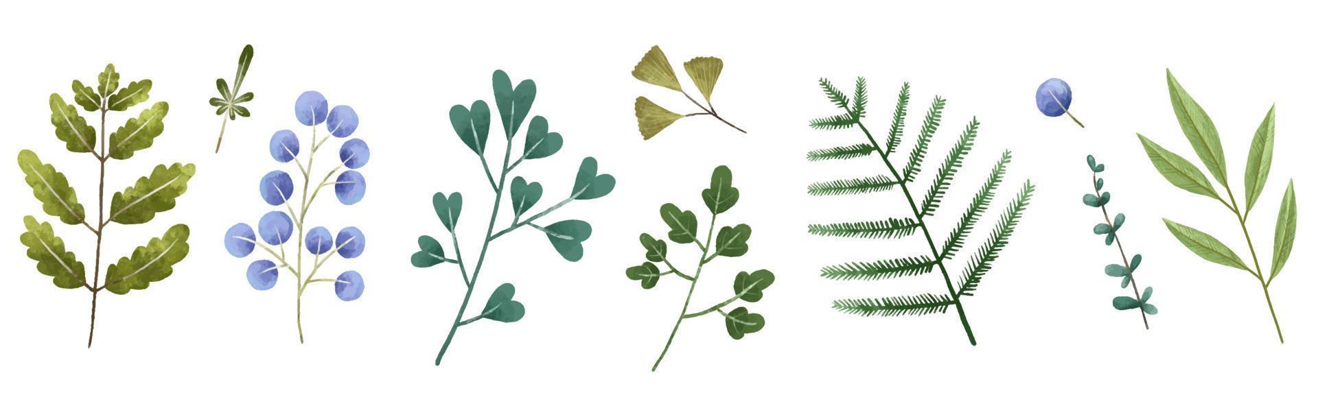 hand- geschilderd botanisch illustratie, bladeren en bramen. ontwerp en afdrukken vector