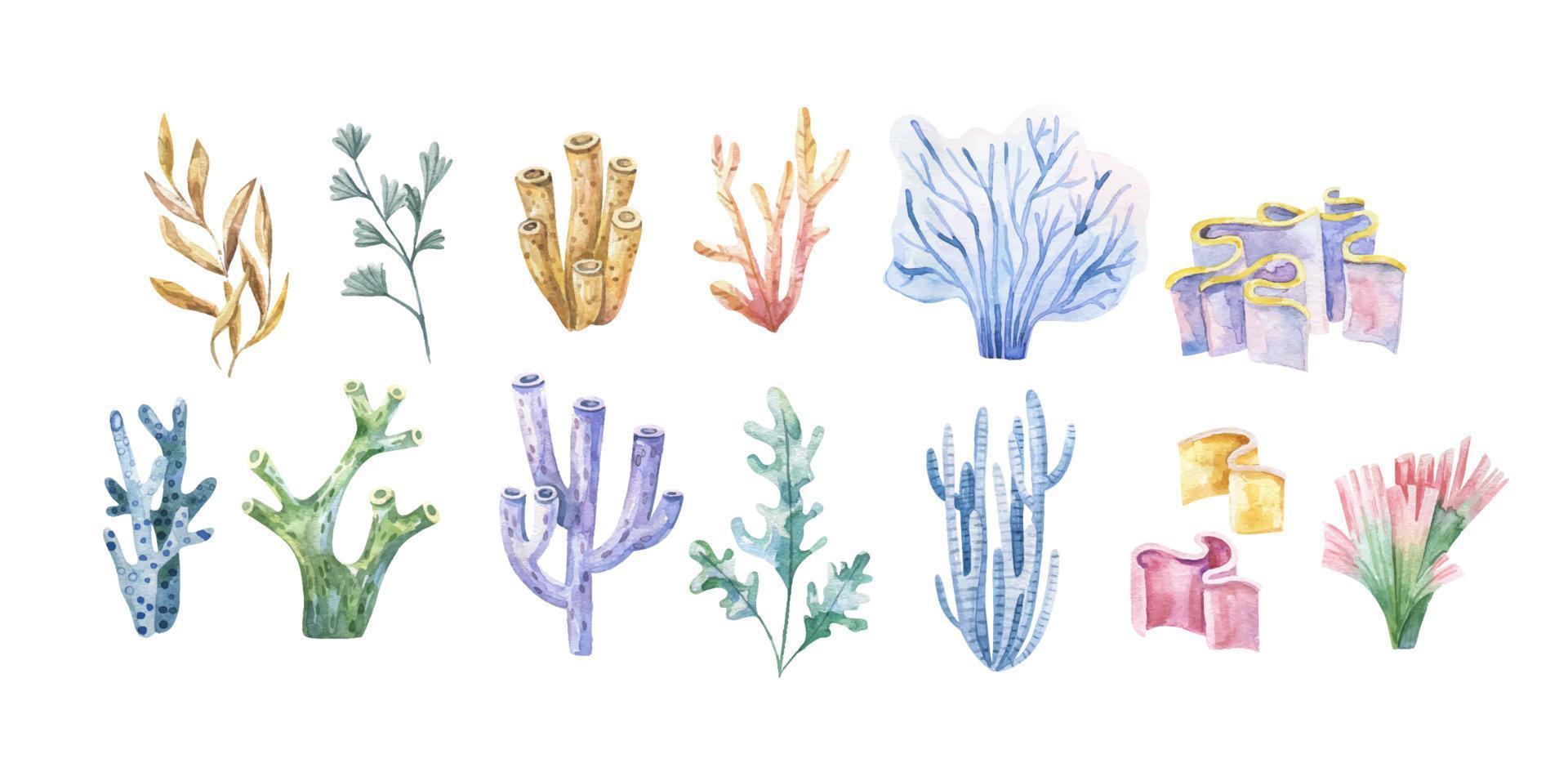 zeewier set. onderwater- planten. waterverf illustratie. oceaan. zee.zeewier algen, koraal rif ontwerp element. aquarium planten silhouetten vector