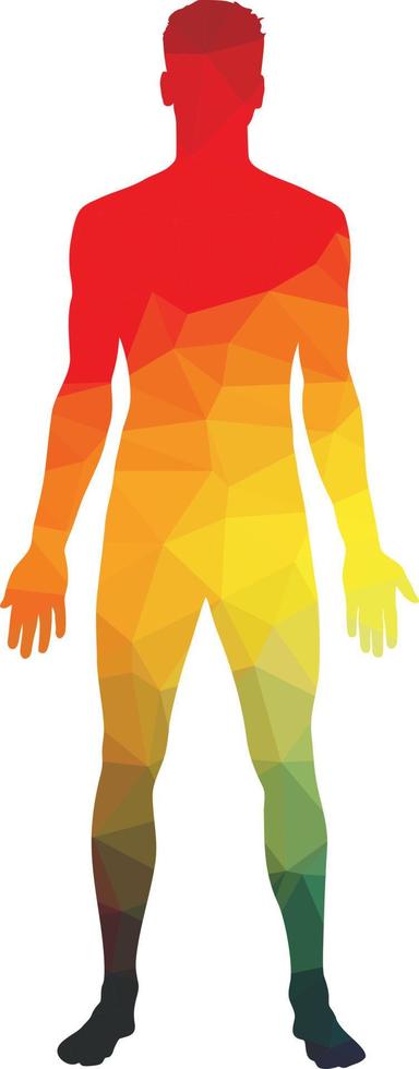 beeld van gekleurde silhouet van menselijk lichaam vector
