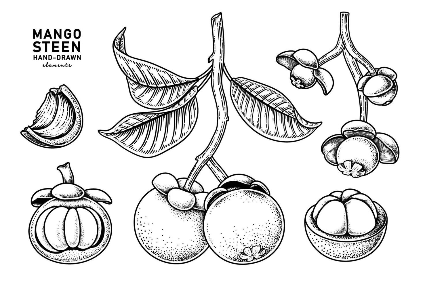 set van mangosteenvrucht hand getrokken elementen botanische illustratie vector