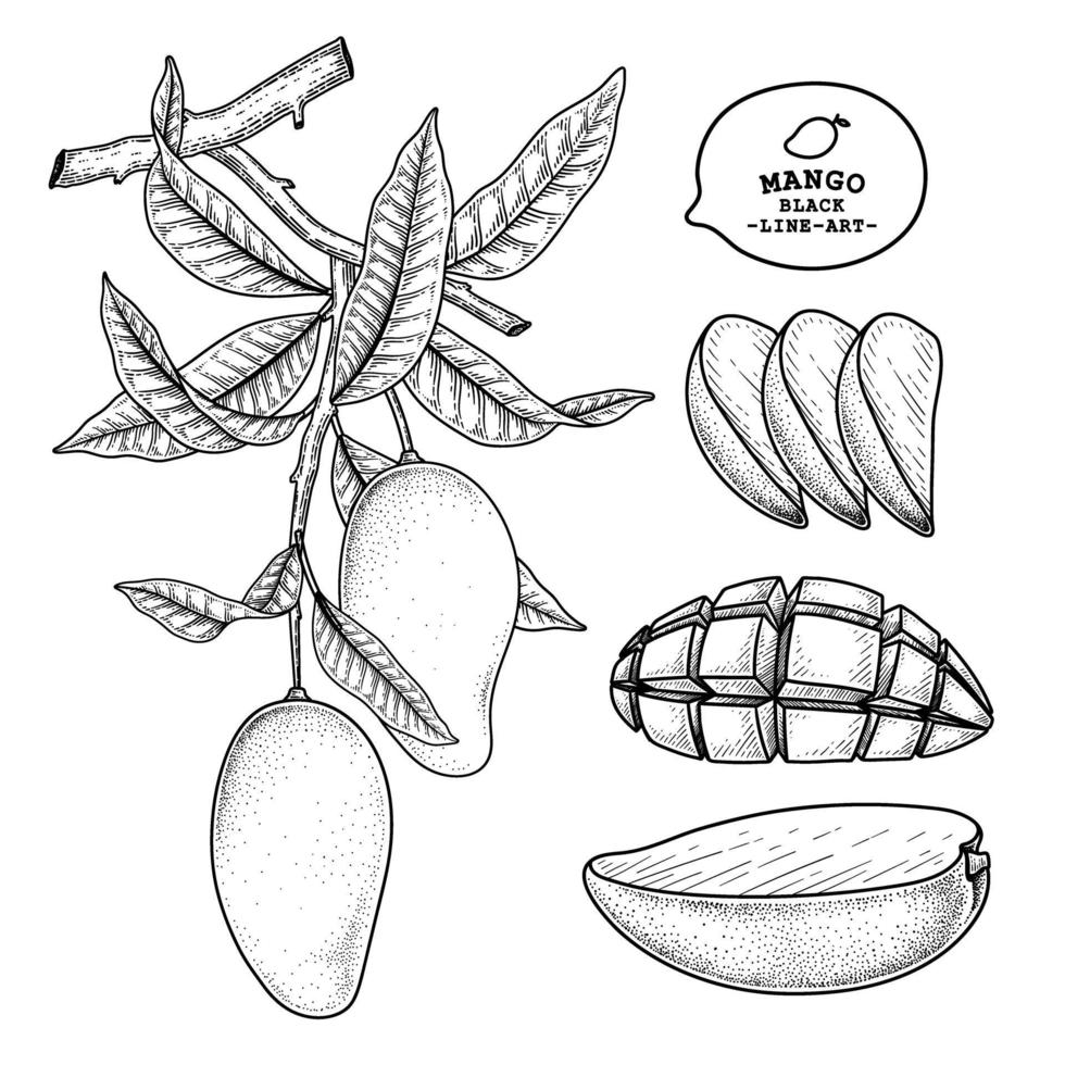 set van mango fruit hand getrokken elementen botanische illustratie vector