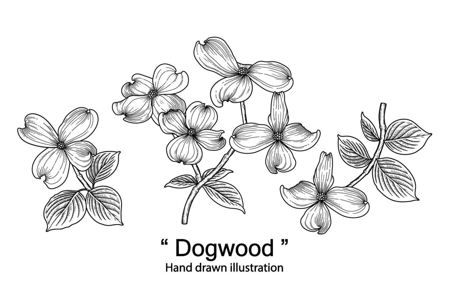 schets floral decoratieve set. kornoelje bloemtekeningen. zwarte lijntekeningen geïsoleerd op een witte achtergrond. hand getrokken botanische illustraties. elementen vector. vector