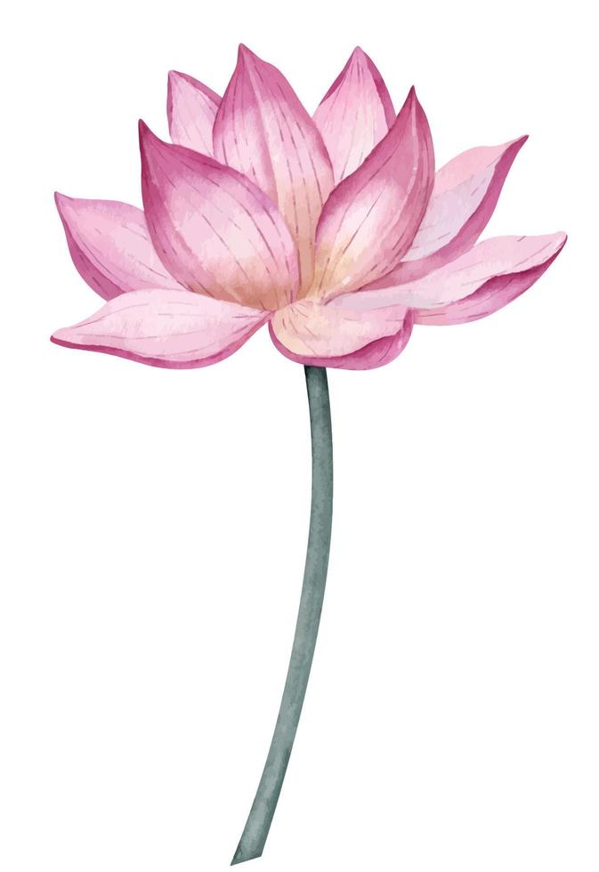 lotus bloem. hand- getrokken waterverf illustratie van water lelie Aan geïsoleerd achtergrond voor spa ontwerp. botanisch tekening van Waterlelie. bloemen schetsen van bloeiend Aziatisch fabriek voor Wieden uitnodigingen vector