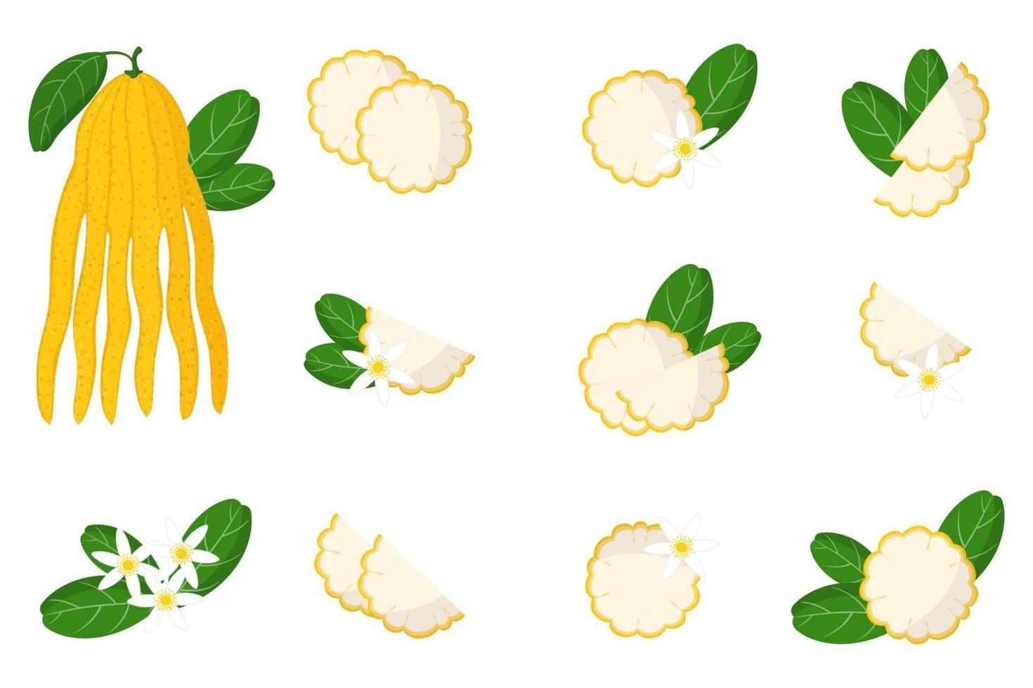 set van illustraties met Boeddha hand exotische citrusvruchten, bloemen en bladeren geïsoleerd op een witte achtergrond. vector