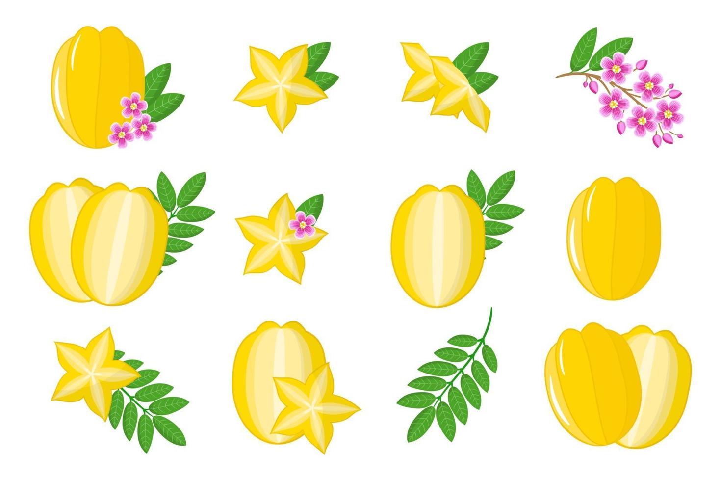 set van illustraties met carambola exotisch fruit, bloemen en bladeren geïsoleerd op een witte achtergrond. vector