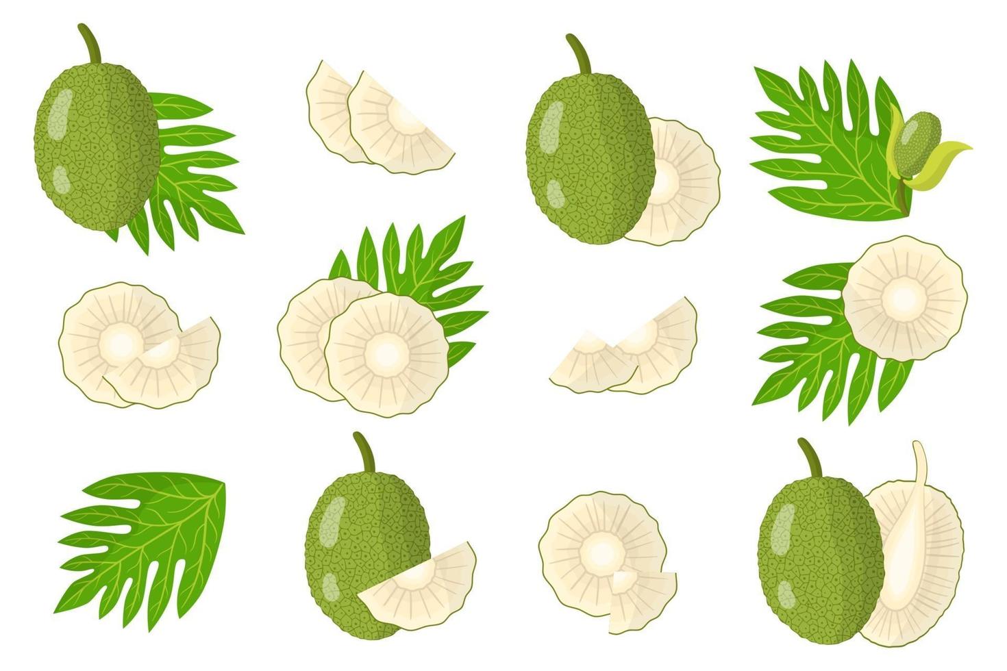 set van illustraties met broodvrucht exotisch fruit, bloemen en bladeren geïsoleerd op een witte achtergrond. vector