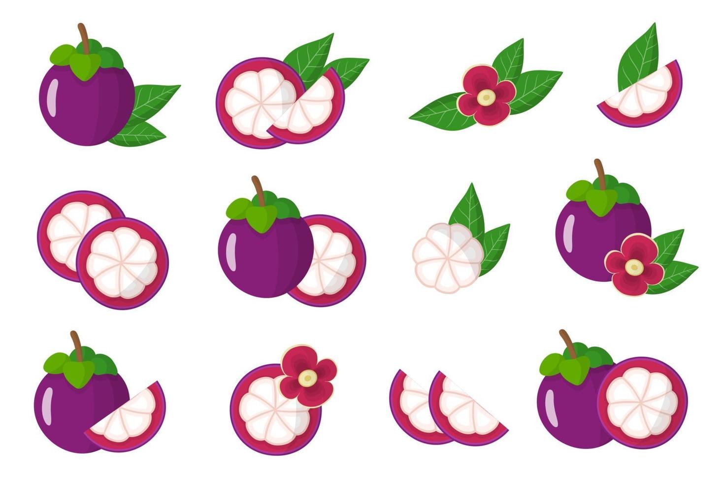 set van illustraties met mangosteen exotisch fruit, bloemen en bladeren geïsoleerd op een witte achtergrond. vector