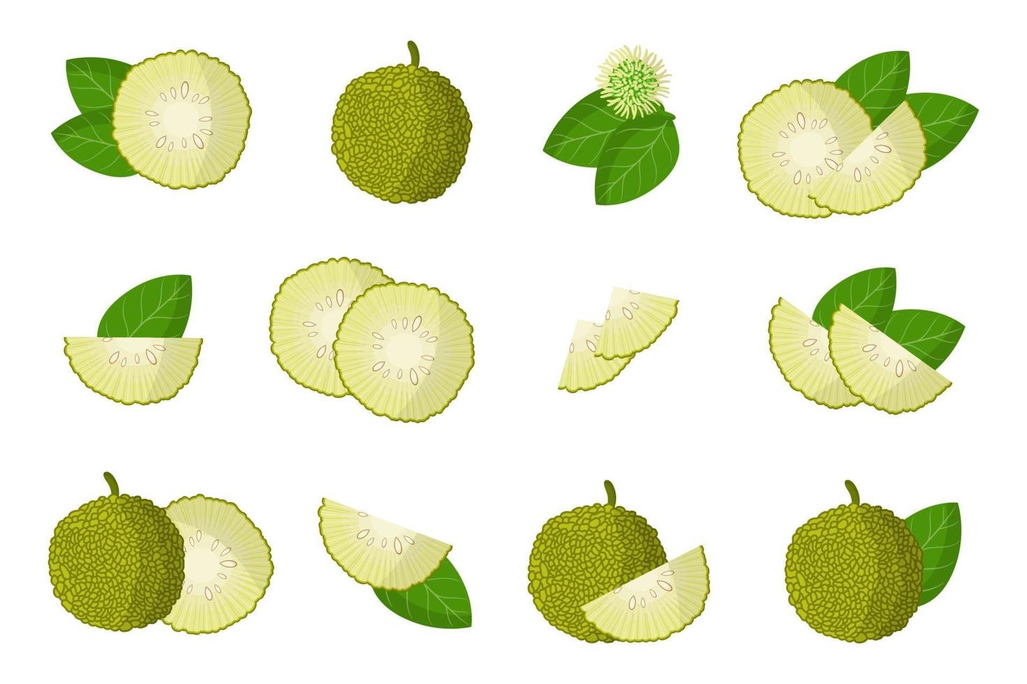 set van illustraties met maclura exotisch fruit, bloemen en bladeren geïsoleerd op een witte achtergrond. vector