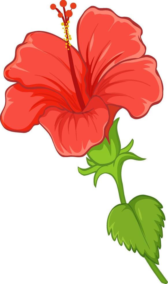 hibiscus bloem met blad geïsoleerd op een witte achtergrond vector