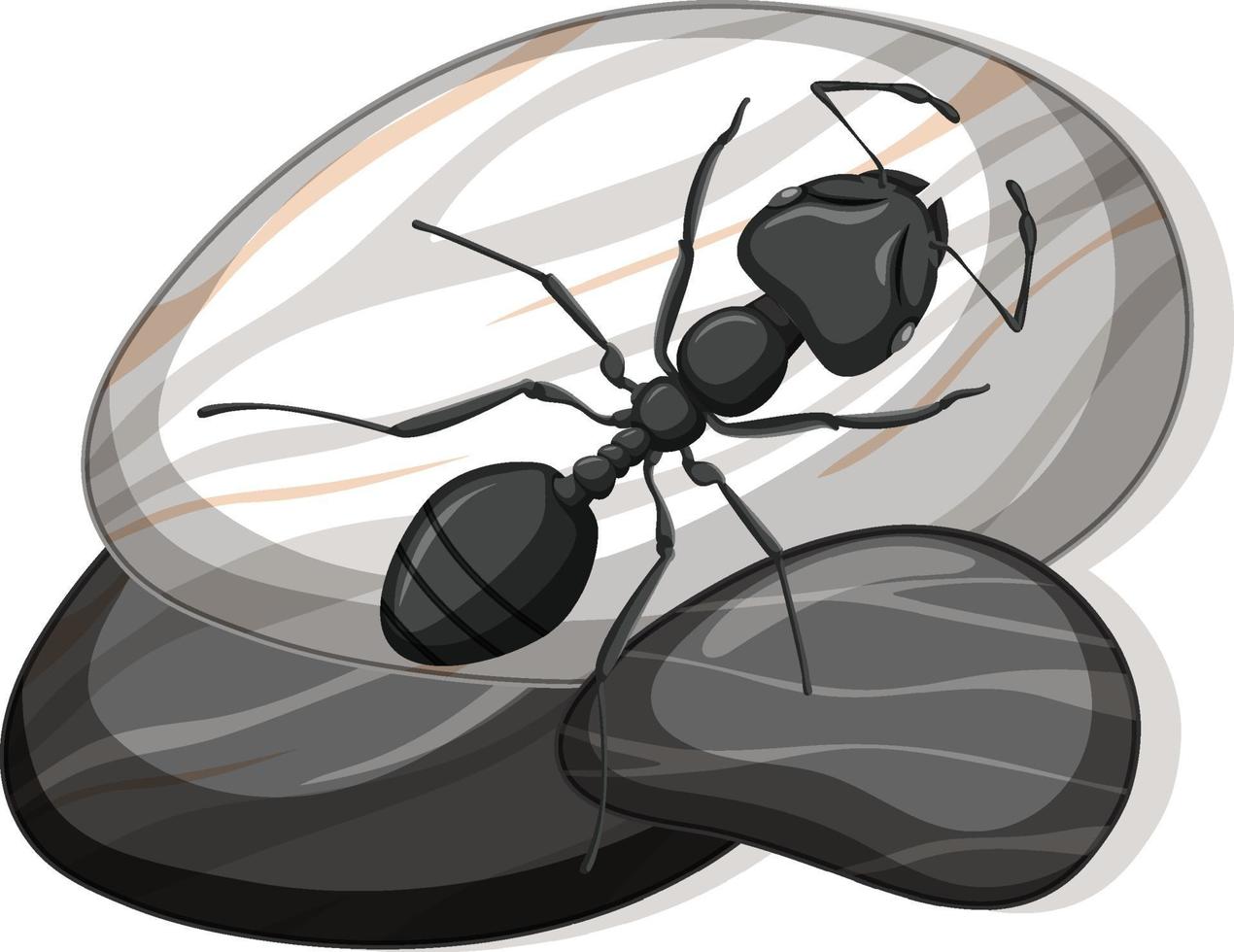 bovenaanzicht van zwarte mier op een steen op een witte achtergrond vector