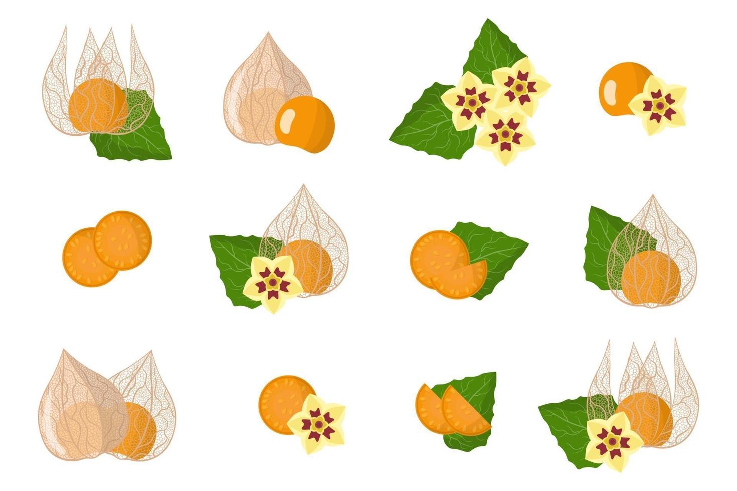 set van illustraties met physalis peruviana exotisch fruit, bloemen en bladeren geïsoleerd op een witte achtergrond. vector